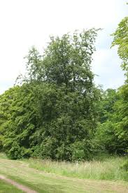 Attēlu rezultāti vaicājumam “Pyrus pyraster leaf”