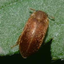 Attēlu rezultāti vaicājumam “Byturidae”