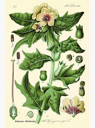 Attēlu rezultāti vaicājumam “Hyoscyamus niger”