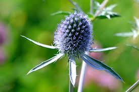 Attēlu rezultāti vaicājumam “Eryngium planum”