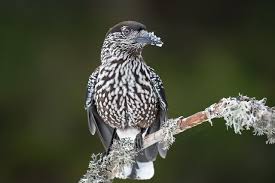 Attēlu rezultāti vaicājumam “Nucifraga caryocatactes adult”