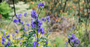 Attēlu rezultāti vaicājumam “Aconitum napellus flower”