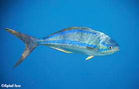 Image result for Kyphosus