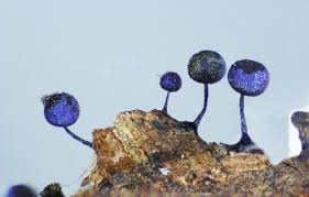 Attēlu rezultāti vaicājumam “Lamproderma debile spores”