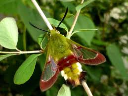 Attēlu rezultāti vaicājumam “Hemaris fuciformis”