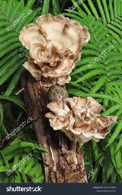 Attēlu rezultāti vaicājumam “Polyporus umbellatus”