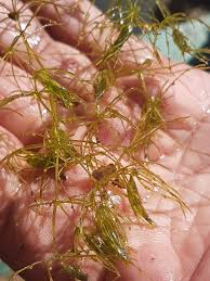 Attēlu rezultāti vaicājumam “Chara aspera male”