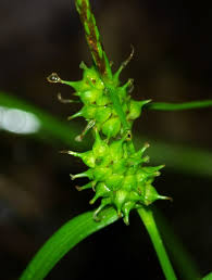 Attēlu rezultāti vaicājumam “Carex flava”