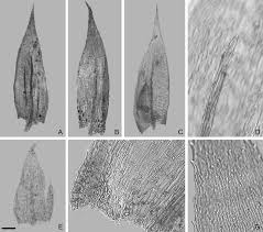 Attēlu rezultāti vaicājumam “Brachytheciastrum velutinum”