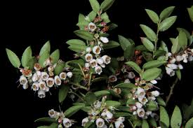 Attēlu rezultāti vaicājumam “Gaultheria cuneata”