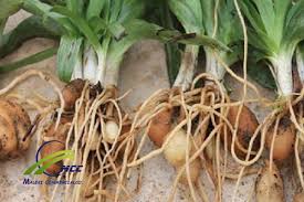 Attēlu rezultāti vaicājumam “Orchis mascula bud”