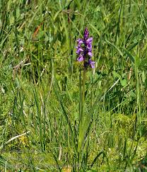 Attēlu rezultāti vaicājumam “Dactylorhiza traunsteineri”