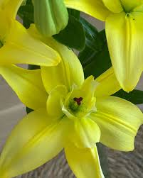 Attēlu rezultāti vaicājumam “Linaria loeselii flower”