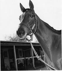 Image result for Kings Ranch Riding School/Club