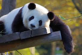 Résultat de recherche d'images pour "pandas"