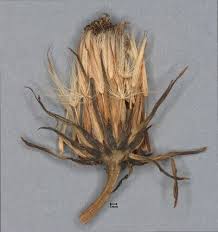 Attēlu rezultāti vaicājumam “Hypochaeris radicata fruit”