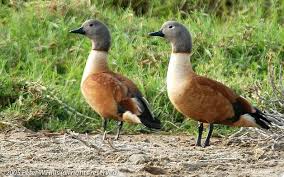 Attēlu rezultāti vaicājumam “Tadorna tadorna male”