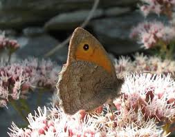 Attēlu rezultāti vaicājumam “Hyponephele lycaon male”