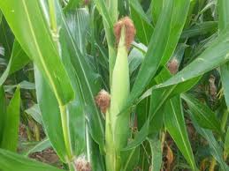 Image result for 春粒