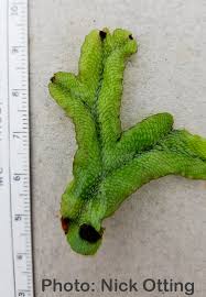 Attēlu rezultāti vaicājumam “Conocephalum”