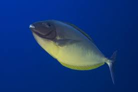 Image result for Naso hexacanthus