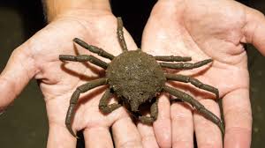 Image result for crab spider