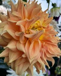 Image result for Dahlia x pinnata `Decorative Giants`