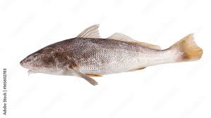 Image result for Micropogonias undulatus