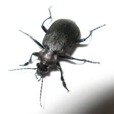 Attēlu rezultāti vaicājumam “Carabidae”