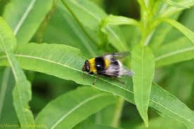 Attēlu rezultāti vaicājumam “Volucella bombylans”