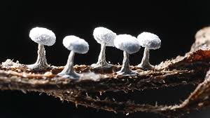 Attēlu rezultāti vaicājumam “Didymium squamulosum”