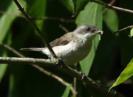 Attēlu rezultāti vaicājumam “Sylvia curruca”