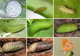 Attēlu rezultāti vaicājumam “Lycaeniinae”