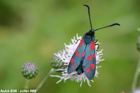 Attēlu rezultāti vaicājumam “Zygaena filipendulae exuvia”