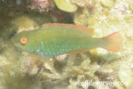 Image result for Sparisoma amplum