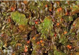 Attēlu rezultāti vaicājumam “Blepharostoma trichophyllum sporophyte”