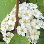 Attēlu rezultāti vaicājumam “Spiraea chamaedryfolia”