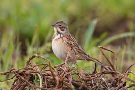 Image result for Emberiza fucata