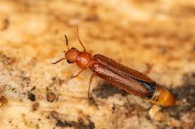 Attēlu rezultāti vaicājumam “Hylecoetus dermestoides male”