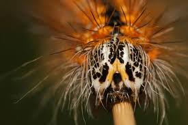 Attēlu rezultāti vaicājumam “Arctia caja larva”