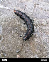 Attēlu rezultāti vaicājumam “Cucullia lucifuga”