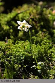 Attēlu rezultāti vaicājumam “Pyrolaceae”