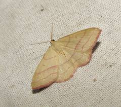 Attēlu rezultāti vaicājumam “Rhodostrophia vibicaria”