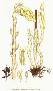 Attēlu rezultāti vaicājumam “Monotropa hypopitys”