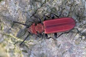 Attēlu rezultāti vaicājumam “Cucujus cinnaberinus”