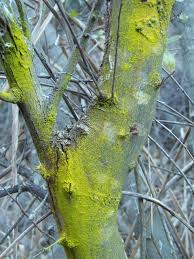 Attēlu rezultāti vaicājumam “Chrysothrix candelaris”