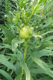 Attēlu rezultāti vaicājumam “Solidago canadensis fruit”