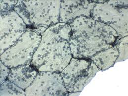 Attēlu rezultāti vaicājumam “Ophiotheca chrysosperma sessile”