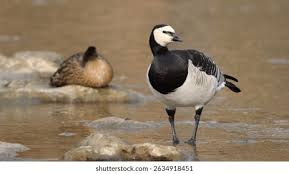 Attēlu rezultāti vaicājumam “Branta leucopsis”