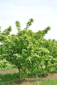 Attēlu rezultāti vaicājumam “Mespilus germanica”